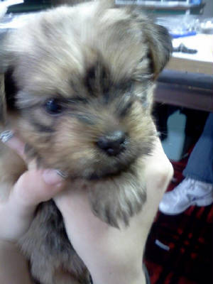 puppies1.jpg