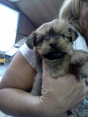 puppies2.jpg