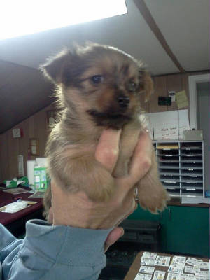 puppies3.jpg
