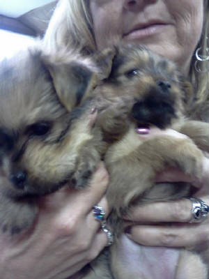 puppies4.jpg