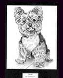 yorkie.jpg